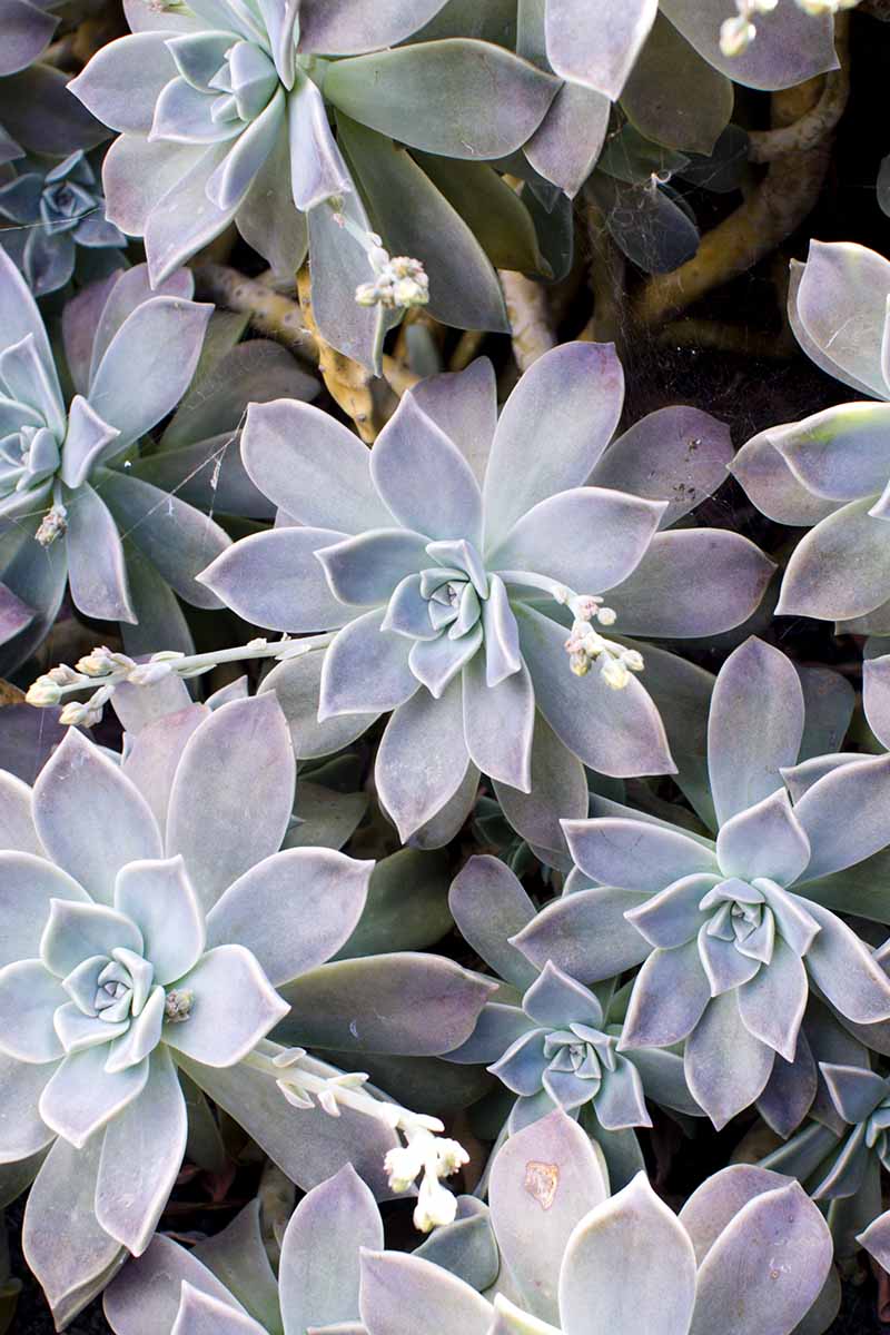 A close up vertical image of peacock echeveria succulent plants growing in pots.