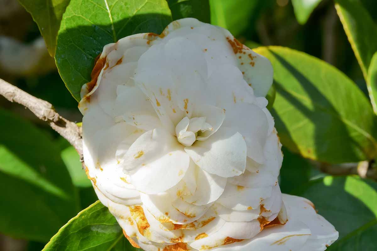 A white Camellia japonica flower with browning on petal edges indicating infection by Ciborinia camelliae fungus.