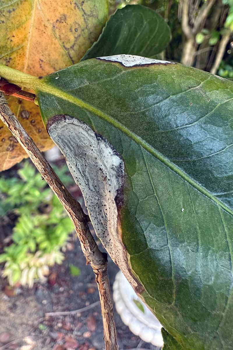 A close up photo of a camellia leaf with a dry, brown edge, indicating Phyllosticta spot infection.
