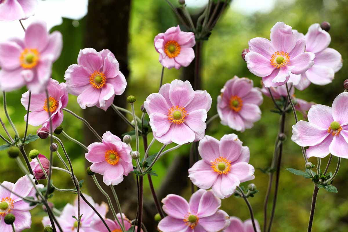 A close up horizontal image of pink anemone flowers growing in the garden pictured on a soft focus background.