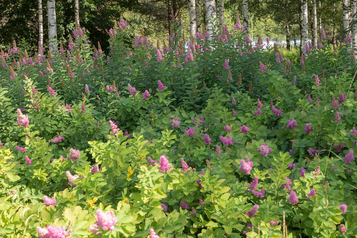 A horizontal shot with a mass planting of pink blooming birchleaf spirea.