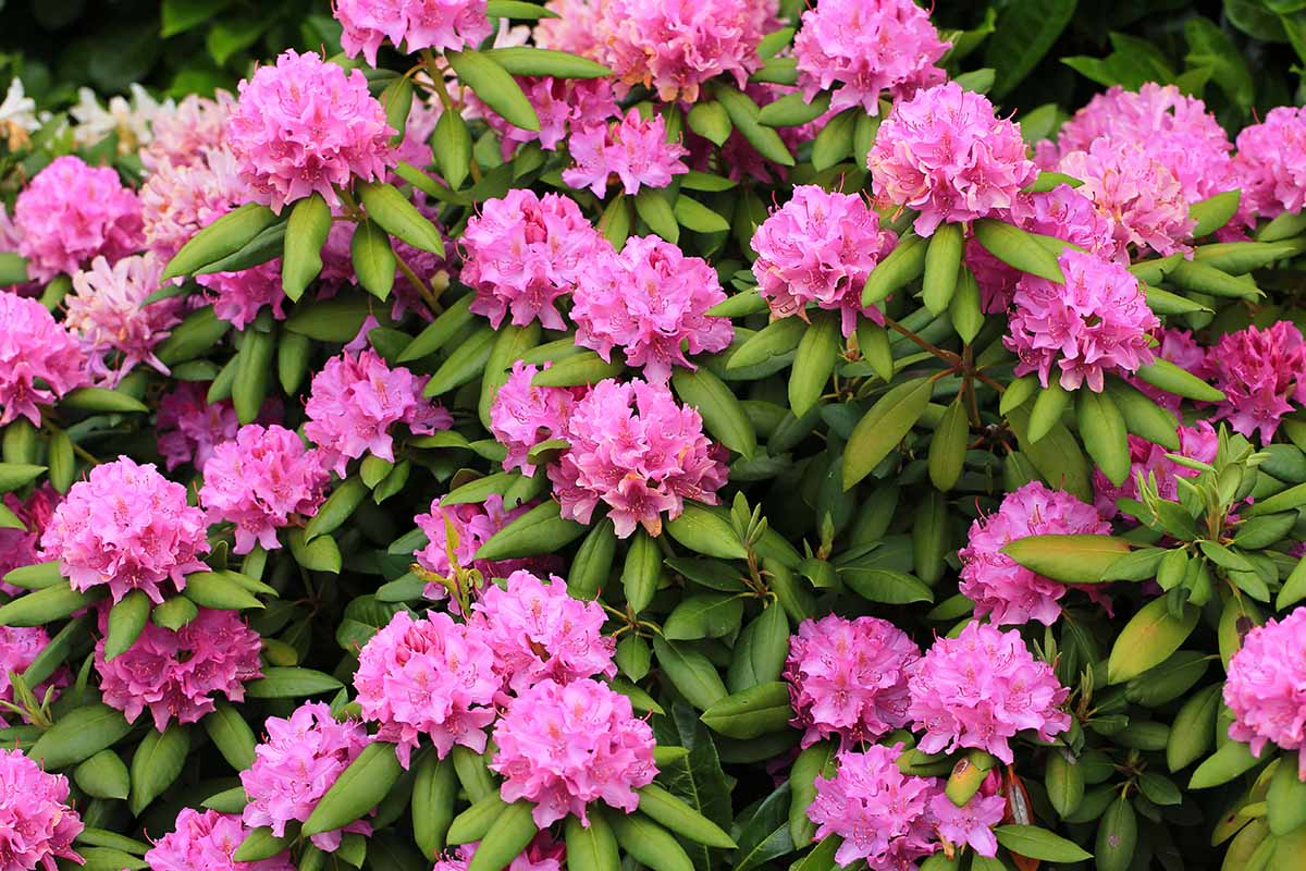 A close up horizontal image of the pink flowers of a rhododendron growing in the garden.