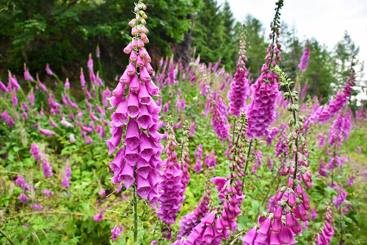 A horizontal shot of a field of pink blooming foxgloves on the slope of the Waligora mountain in Poland.