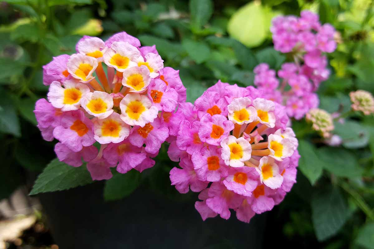 A close up horizontal image of pink and yellow lantana flowers growing in the garden pictured on a soft focus background.