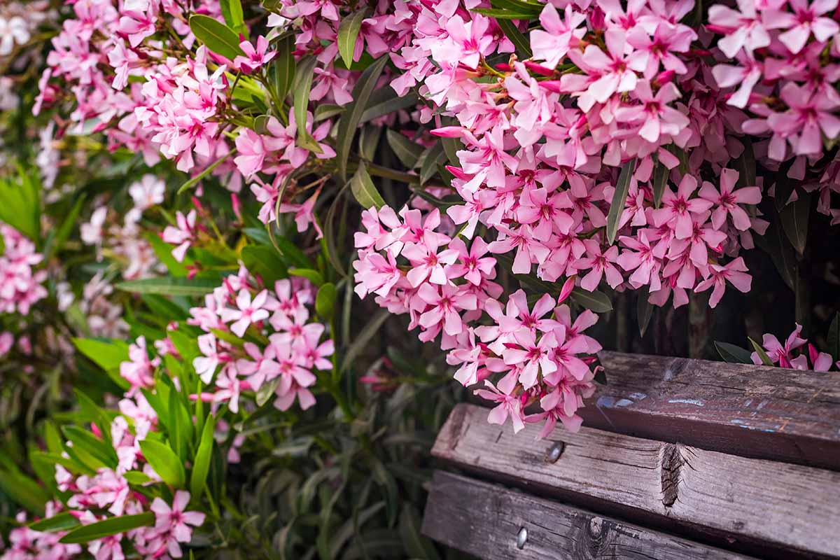 A close up horizontal image of pink oleander flowers cascading over a wooden bench in the garden.