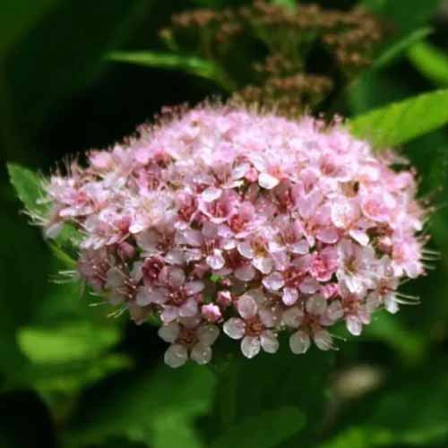 A close-up shot of Pink Sparkler spirea branch with soft pink blooms.