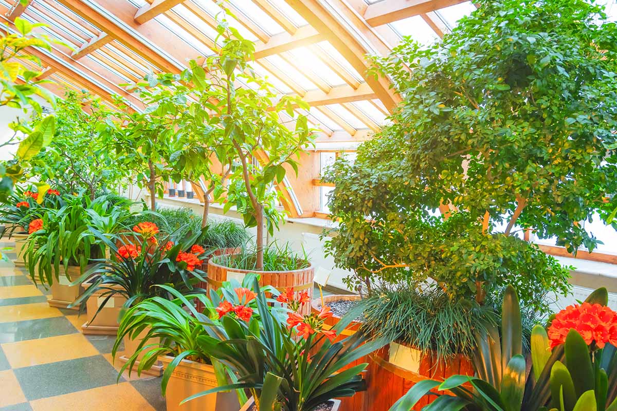 A horizontal image of a selection of edible and ornamental plants growing in an orangery.