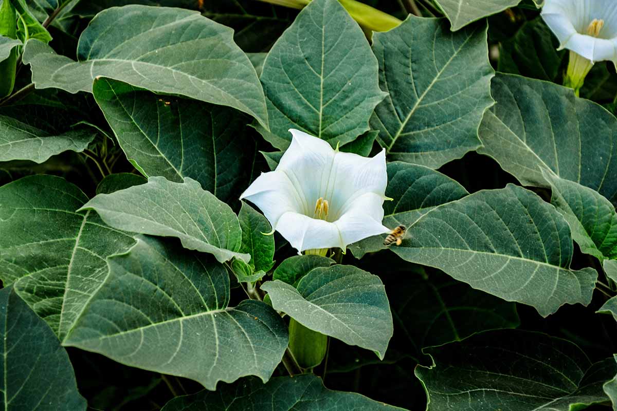 A close up horizontal image of the flowers and foliage of jimson weed aka devil's trumpet, a poisonous plant.