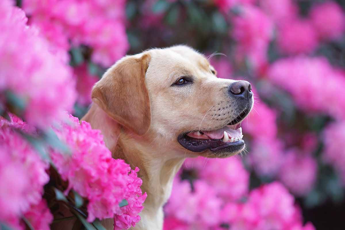 A close up horizontal image of a yellow Labrador retriever dog sitting in the garden surrounded by pink rhododendron flowers.