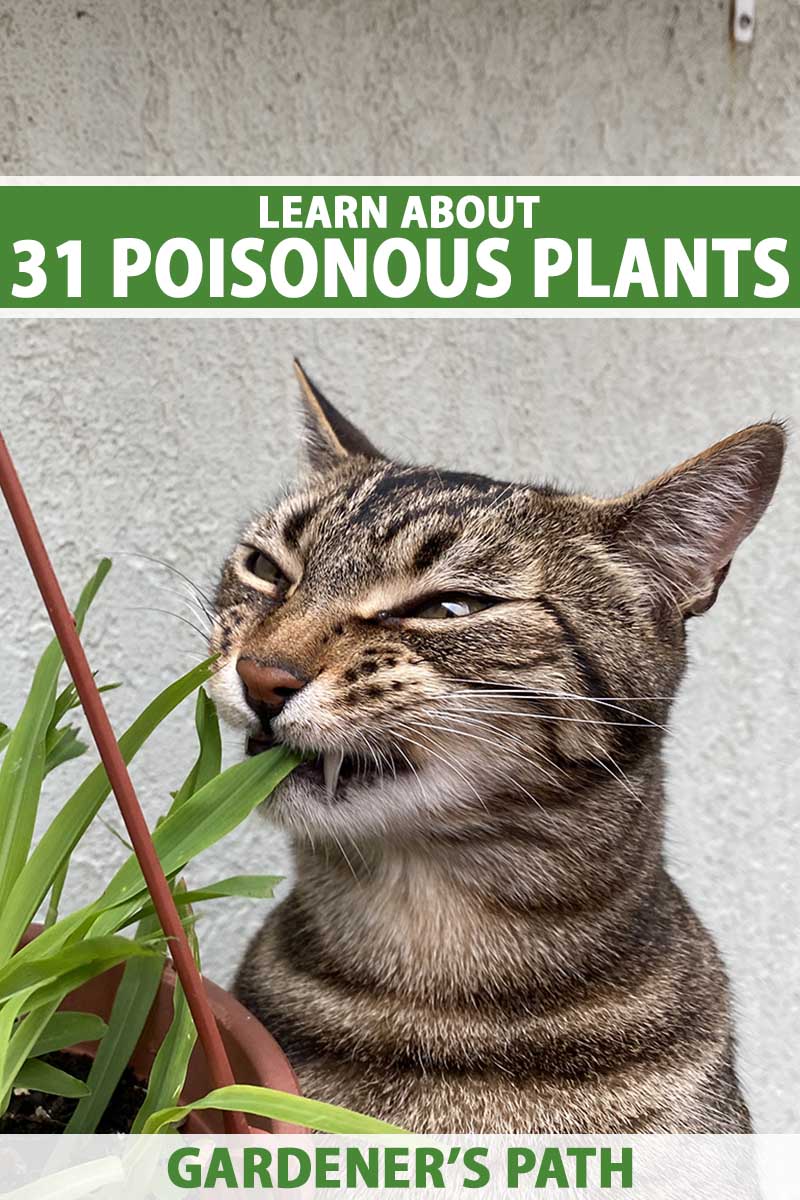 A vertical image of a dumb looking cat taking a bite out of a plant in a pot. To the top and bottom of the frame is green and white printed text.
