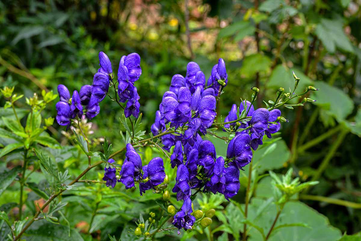 A close up horizontal image of the blue flowers of poisonous monkshood growing in the garden.