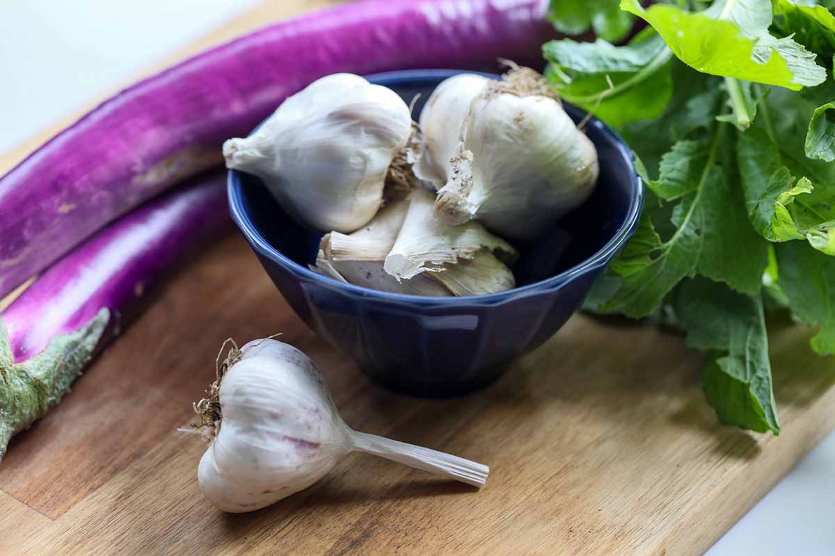 A horizontal image of a bowl of 'Polish Hardneck' garlic set on a wooden chopping board with a long thin eggplant and some herbs.
