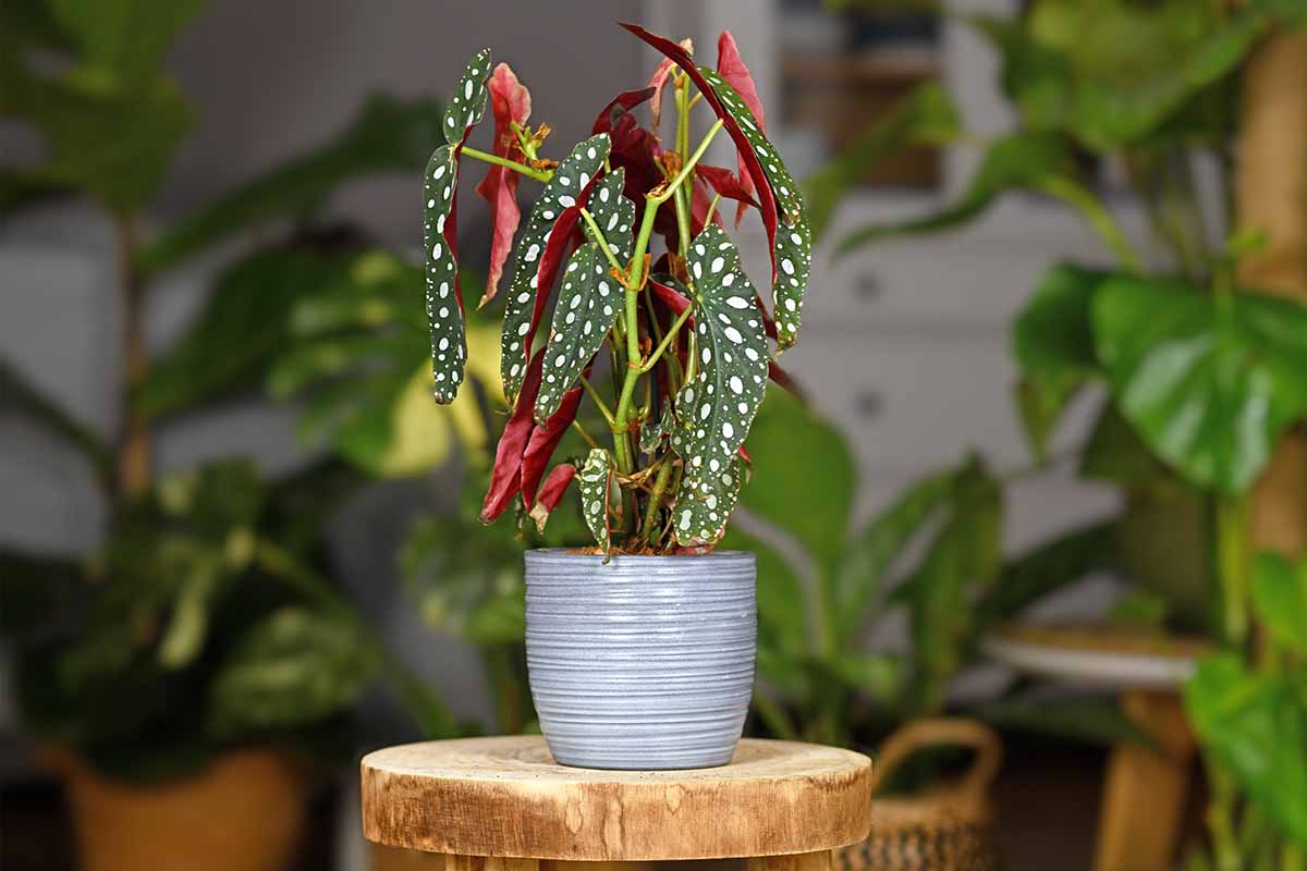 A horizontal image of a polka dot begonia plant growing in a decorative pot set on a wooden plant stand indoors.