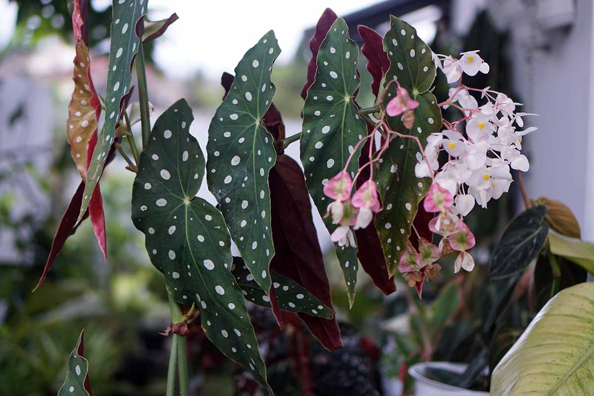A close up horizontal image of the spotted foliage and light pink flowers of a polka dot begonia growing as a houseplant.