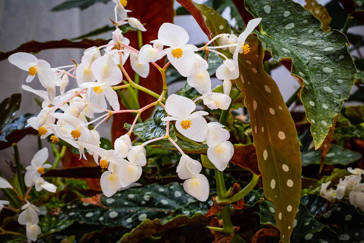 A close up horizontal image of a polka dot begonia plant with white flowers and spotted foliage growing indoors in a pot.
