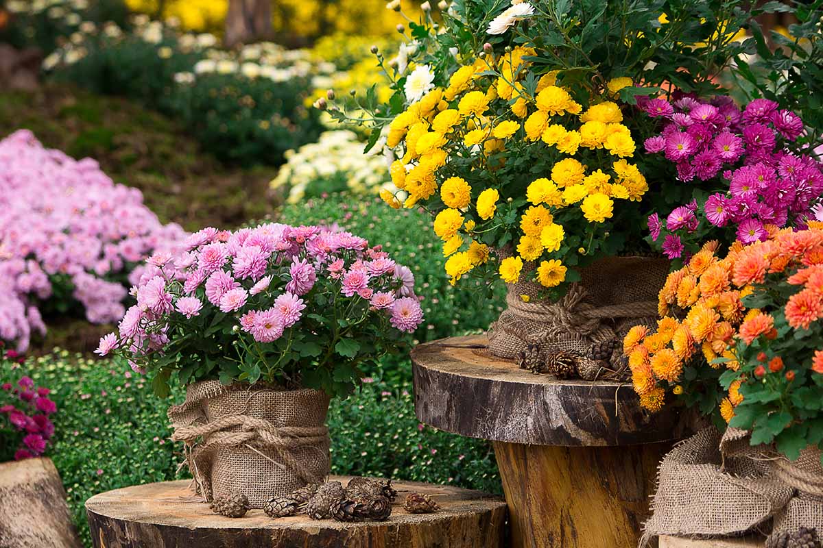 A horizontal image of colorful chrysanthemums growing in pots outdoors.