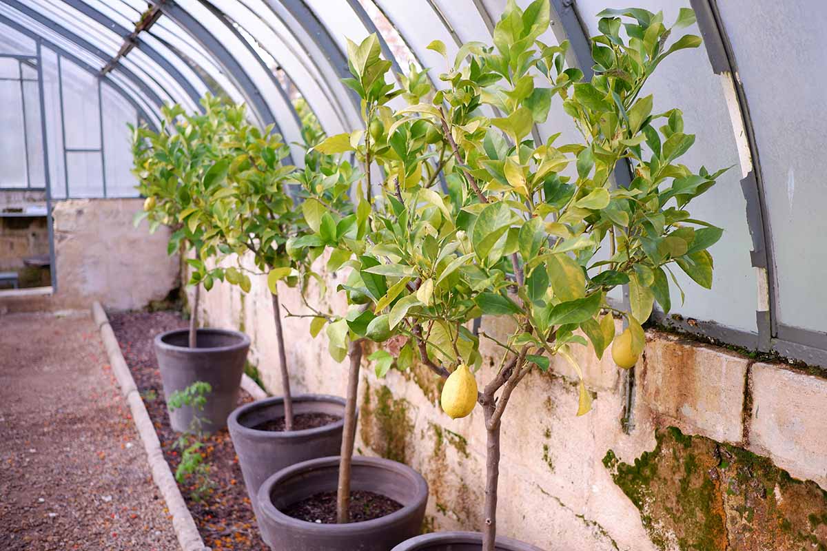A horizontal image of a row of potted lemon trees in an old outdoor structure.