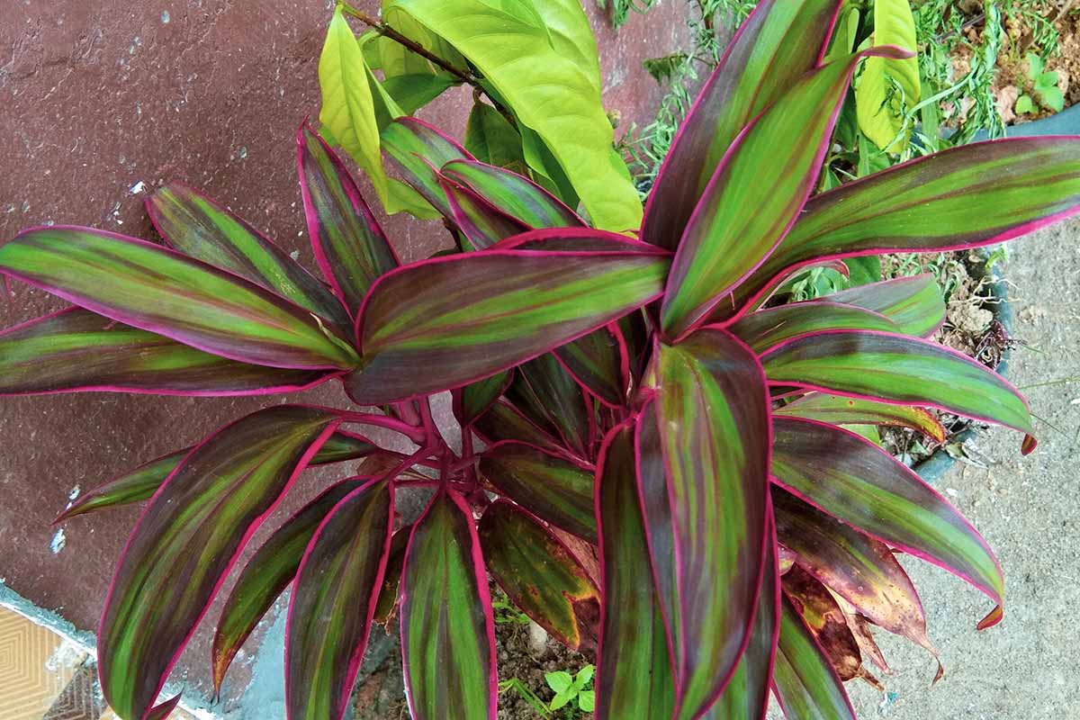 A horizontal overhead shot of the pink, purple, and green leaves of a potted Hawaiian ti plant.