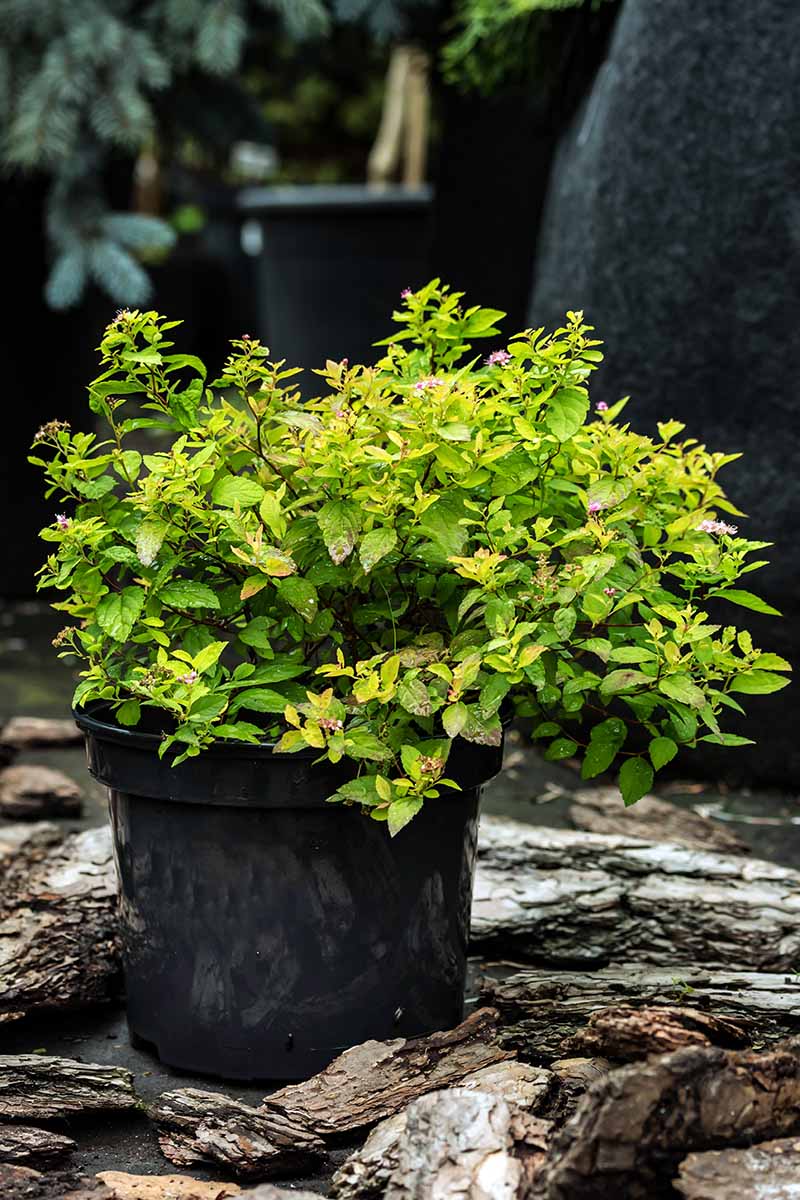 A close up vertical image of a small Japanese spirea shrub growing in a pot outdoors.