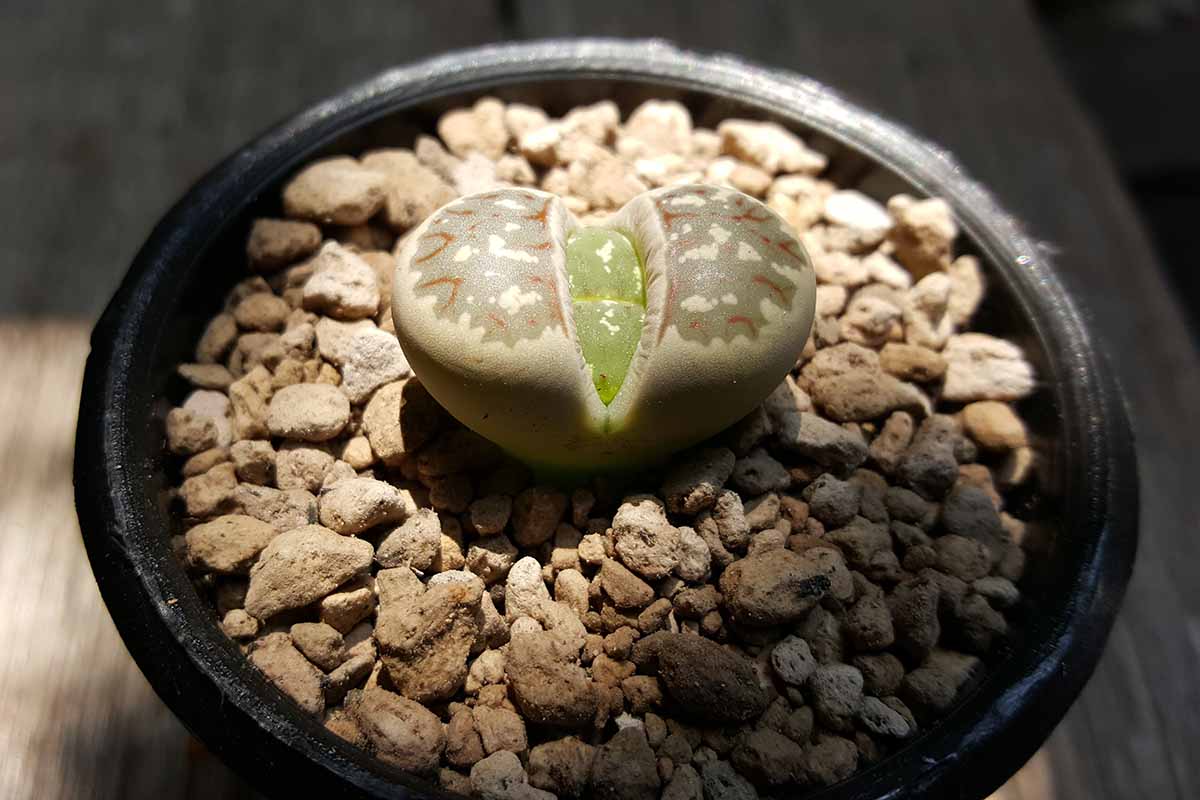 A close up horizontal image of a small lithops aka living stone plant growing in a decorative container indoors, with light shining from above.