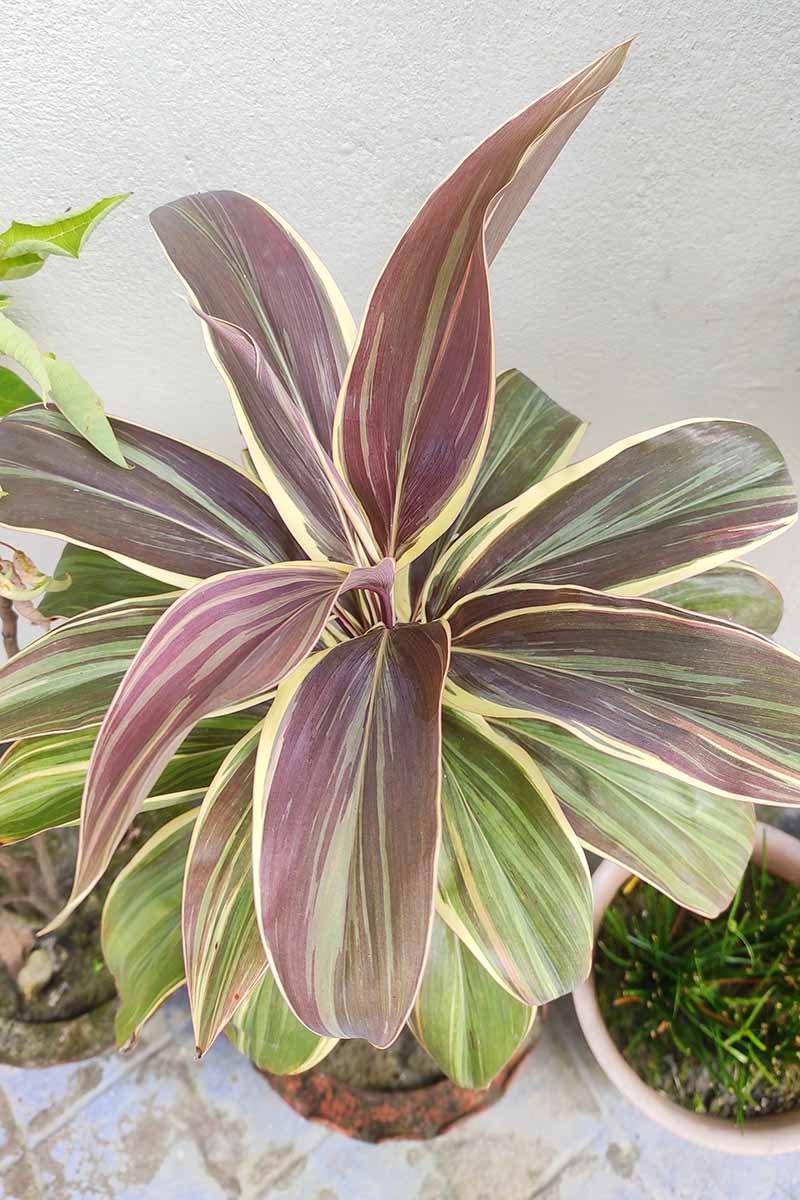 A vertical overhead shot of the purple, yellow, and green leaves of a potted indoor Hawaiian ti plant.