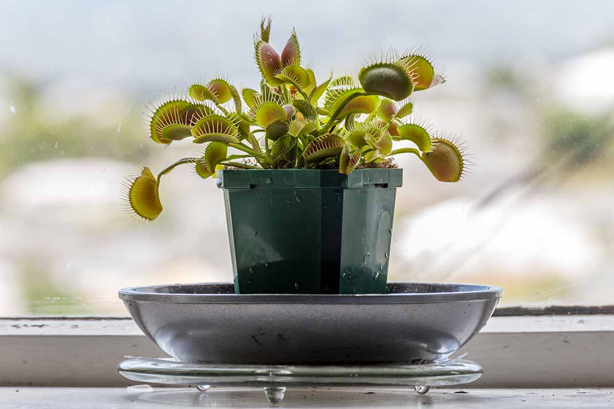 A horizontal photo of a Venus flytrap (Dionaea muscipula) in a green nursery pot sitting in a black water drip plate.