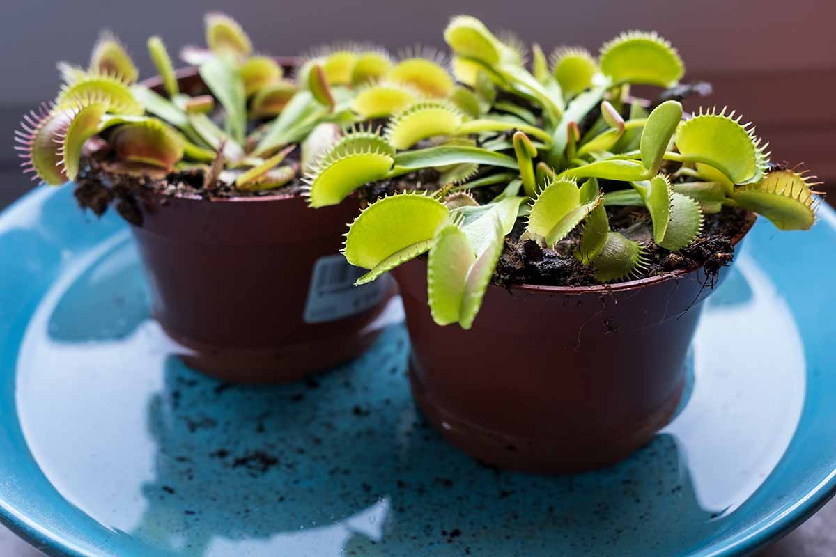 A horizontal shot of two potted Venus flytraps (Dionaea muscipula) in decorative brown pots sitting on top of a blue pottery dish.