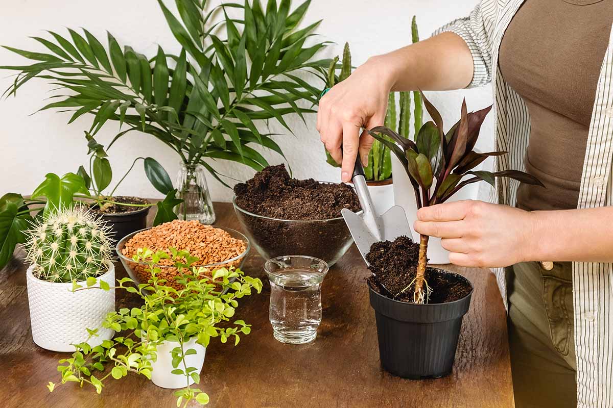 A horizontal image of a young female gardener potting up a Hawaiian ti plant in containers with fertile soil on wooden table indoors.
