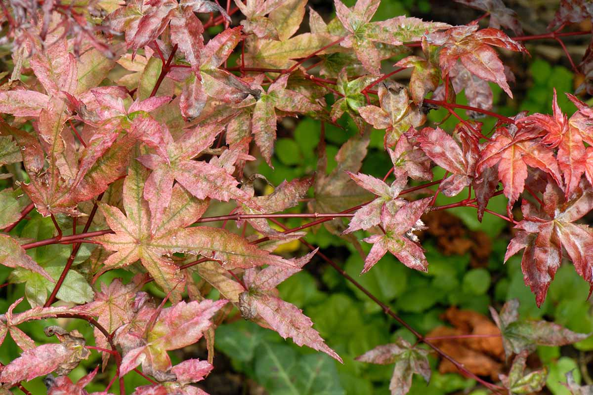 A horizontal shot of powdery mildew on the red leaves of a small Japanese maple tree.