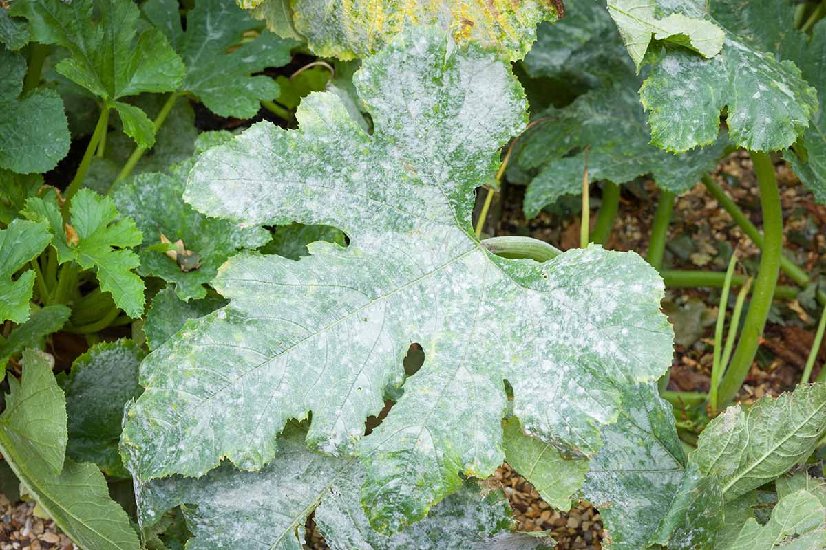 A close up horizontal image of a zucchini plant covered in powdery mildew.