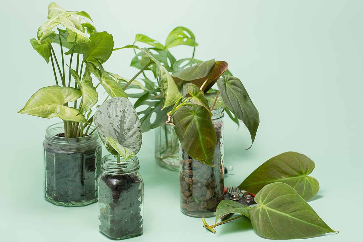 A horizontal image of propagules of a variety of houseplants in different potting media pictured on a light green background.