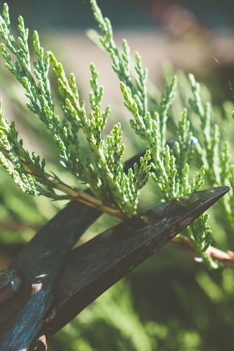 A close up vertical shot of a Skyrocket juniper branch being trimmed with a pair of gardening scissors.