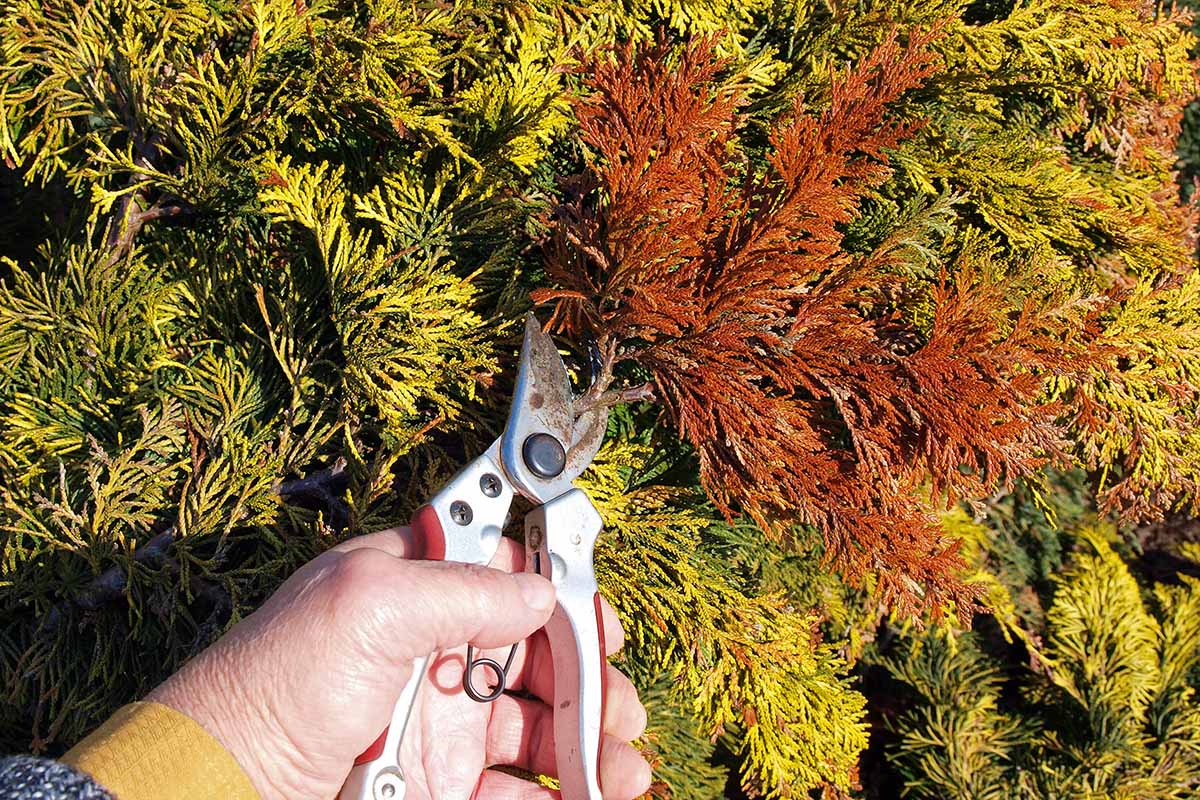 A close up horizontal shot of an upright juniper shrub with a gardener's hand and a pair of gardening snips clipping a dead branch in the foreground.