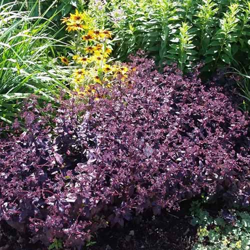 A square image of 'Purple Emperor' sedum growing in the garden.