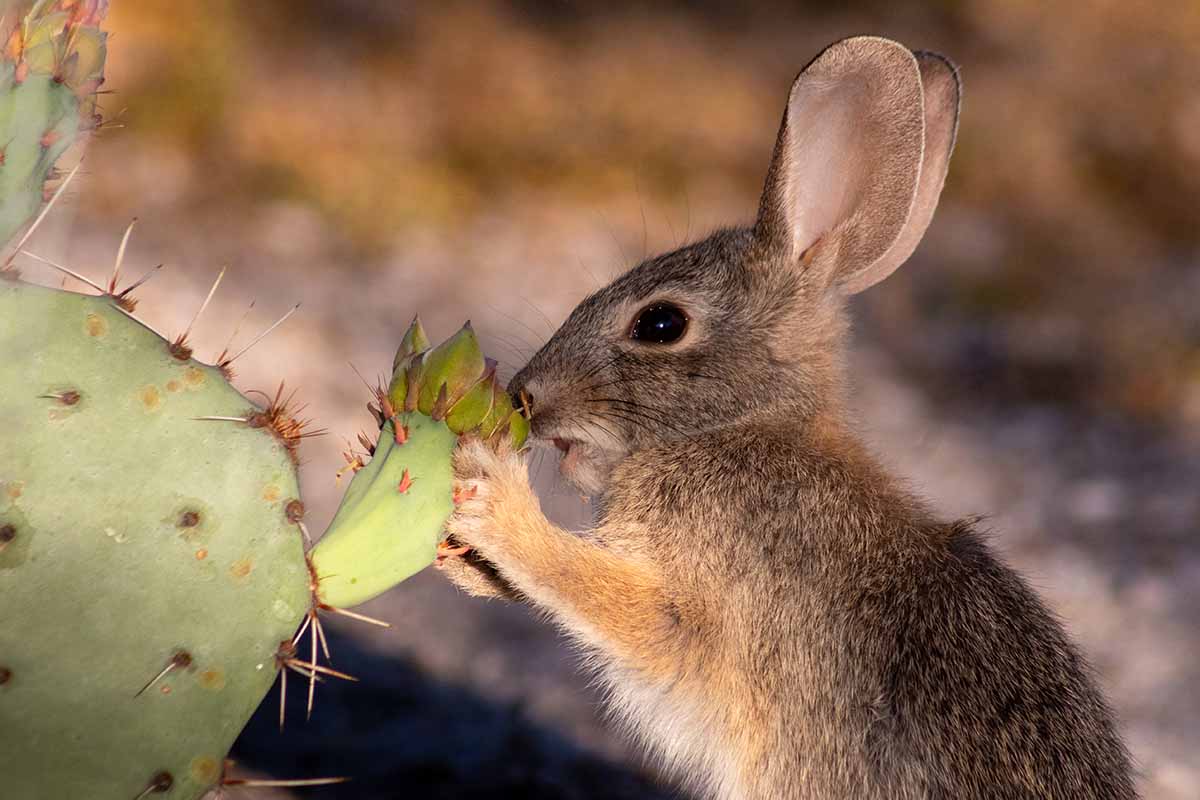 A horizontal image of a young desert cottontail rabbit in the Sonoran Desert eating prickly pear cactus flower blossoms in early morning light.