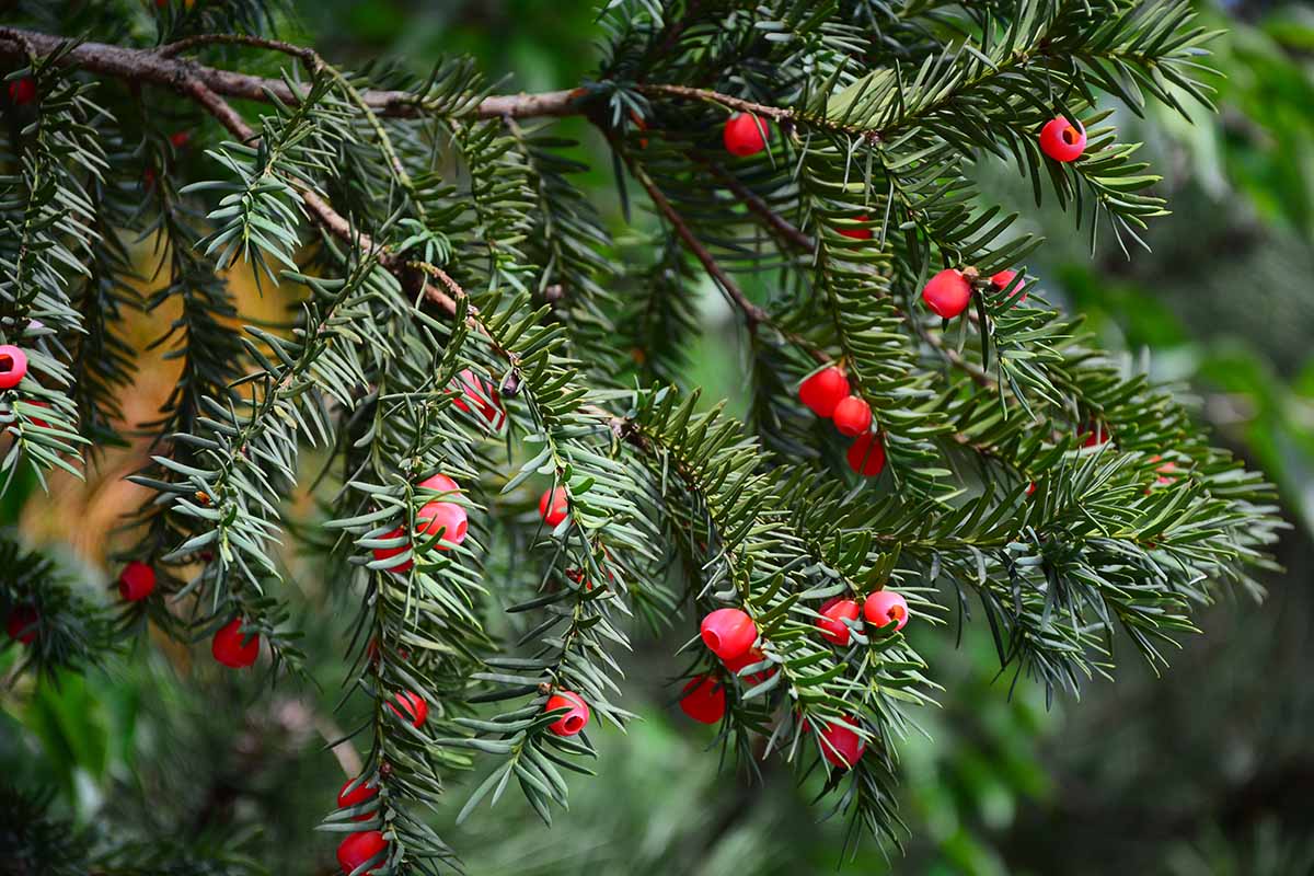 A horizontal image of the pendulous red berries and green needles of a Japanese yew in front of a blurry outdoor background.