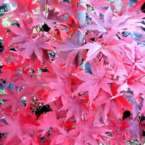 A close up square image of the foliage of a 'Red Emperor' Japanese maple tree.