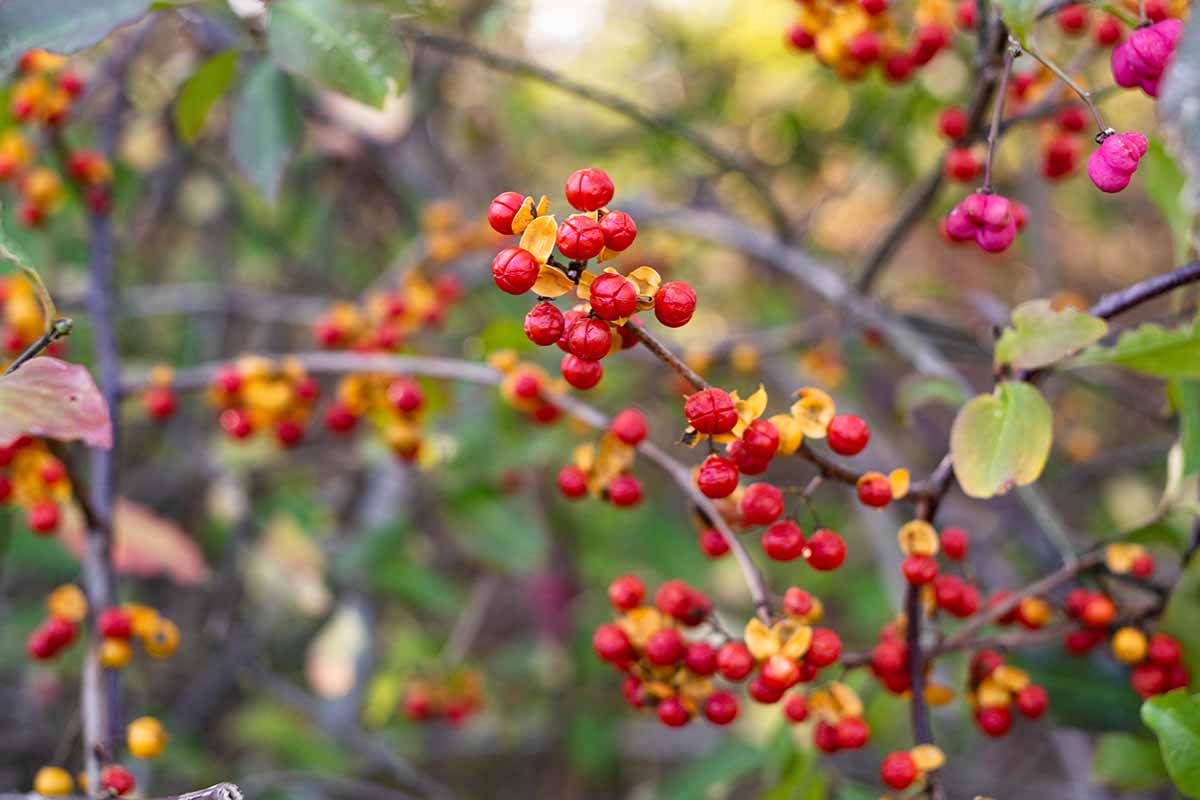 A close up horizontal image of bright red oriental bittersweet berries pictured on a soft focus background.