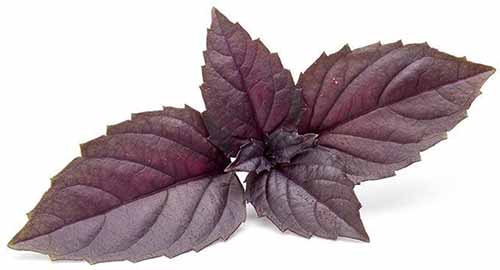 A close up of Red Rubin basil leaves isolated on a white background.