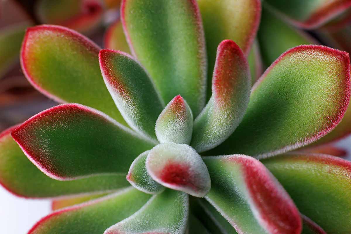 A close up horizontal image of the red and green, furry foliage of a Red Velvet echeveria plant.