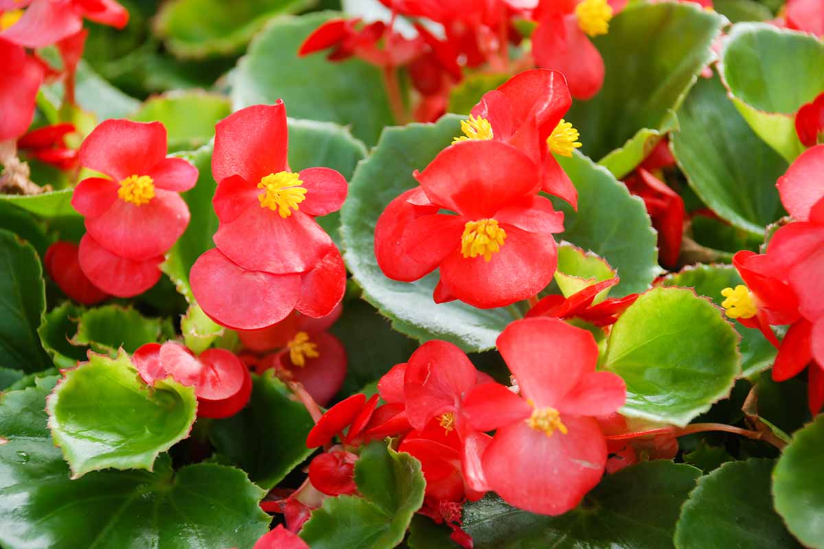 A close up horizontal image of bright red wax begonia flowers.