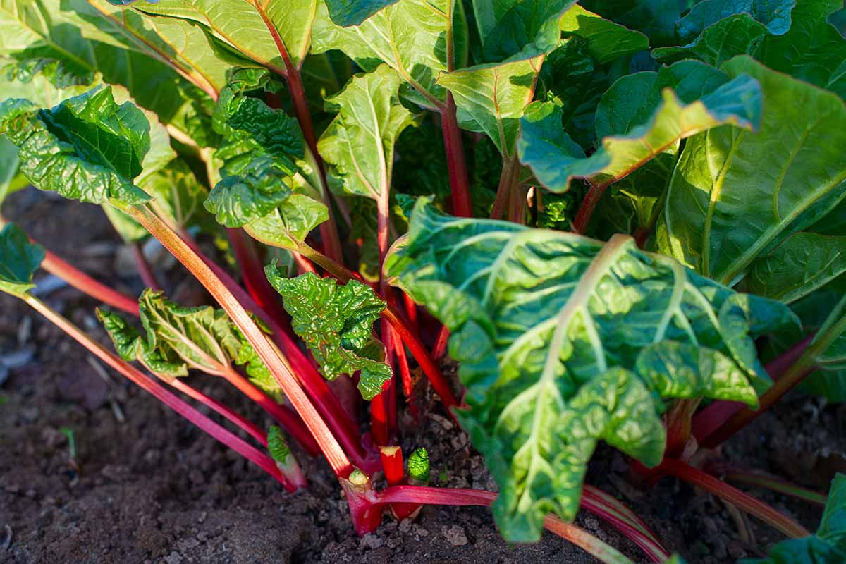 A horizontal image of rhubarb stalks and foliage growing in the vegetable garden pictured in light sunshine.