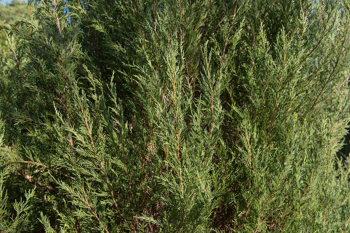 A horizontal shot zoomed in on a rocky mountain juniper shrub with evergreen foilage.