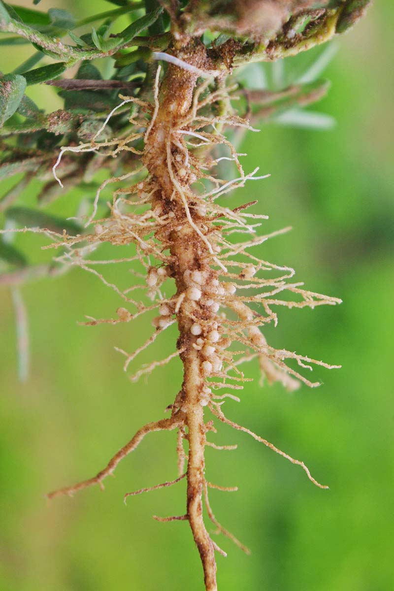 A vertical image of bacteria nodules growing on the roots of wild pea.
