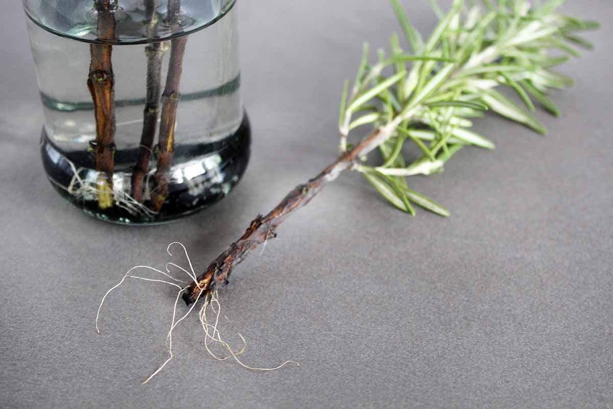 A close up horizontal image of a rosemary cutting with small roots developing on the end set on a dark gray surface.