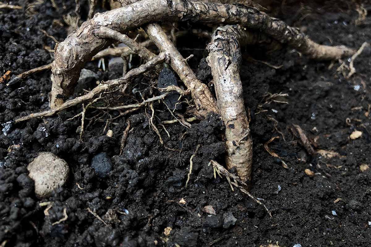 A horizontal image of rotting plant roots sitting in soggy soils outdoors.