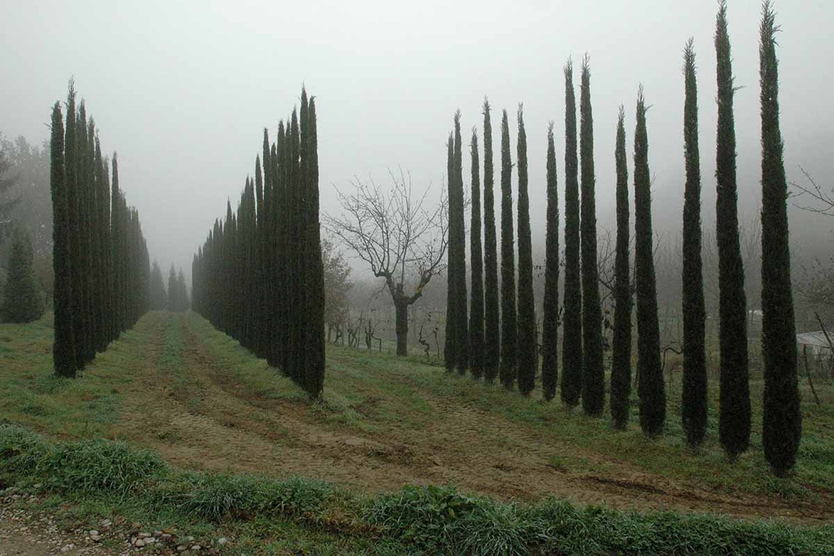 A horizontal shot of two rows of skyrocket juniper shrubs, set on a grassy hill with a foggy dimly lit sky.