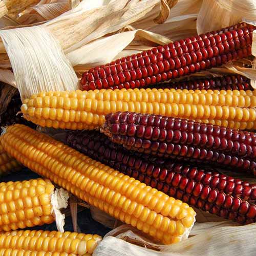 A square close up shot of a pile of yellow and burnt red ears of Indian corn.