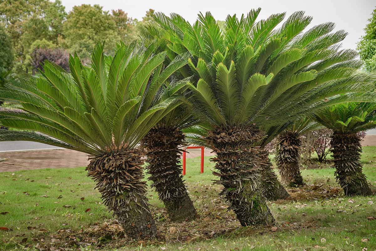 A horizontal image of large sago palms growing in the garden.