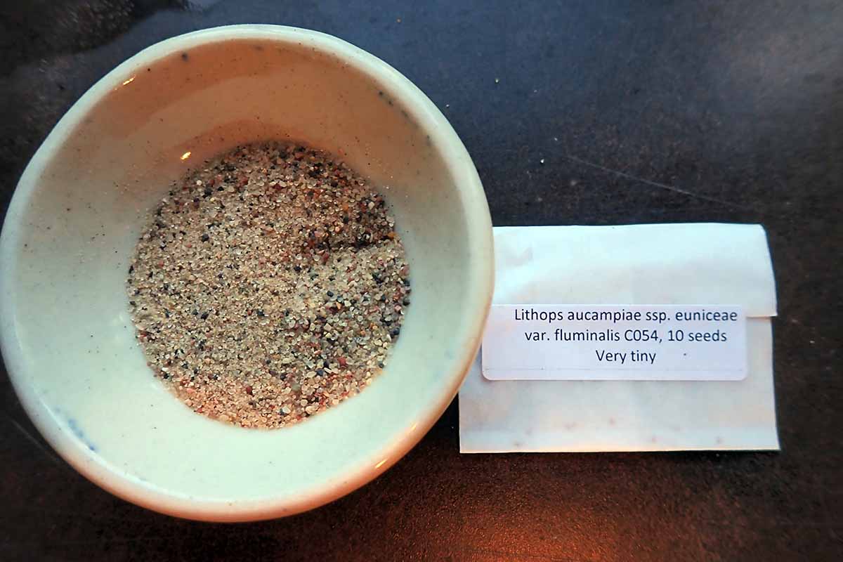 A horizontal image of a bowl with some sand on the bottom set next to a packet of lithops seeds on a dark surface.